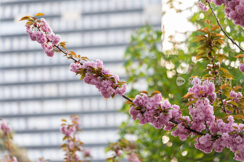 一棵日本樱桃(Prunus serrulata)树的特写照片